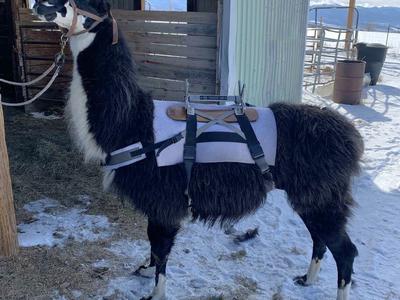 Llama saddles & tack