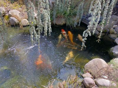 Koi Fish and supplies