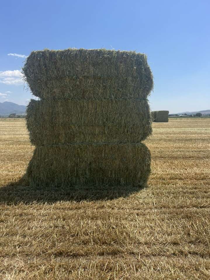 Hay ( Forage Wheat) Better than 3 way | Livestock | ksl.com