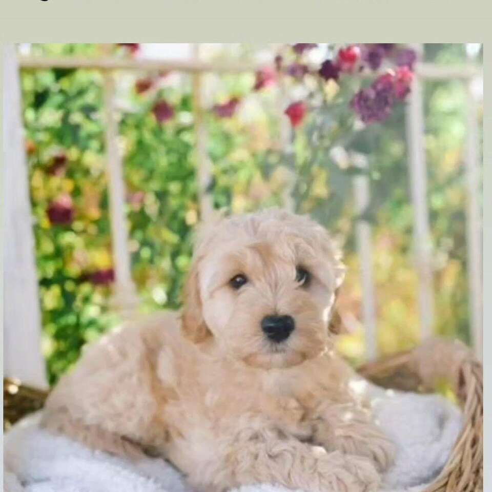 Mini Goldendoodle Mix Puppy Pets