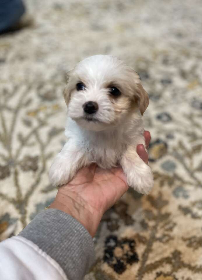 Teacup Parti Morkie Pups Pets