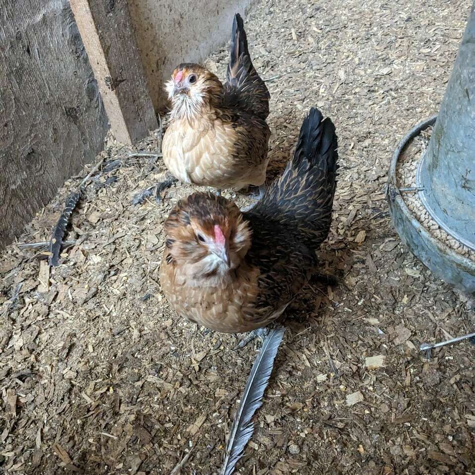 ISO BELGIAN QUAIL HENS | Livestock | ksl.com