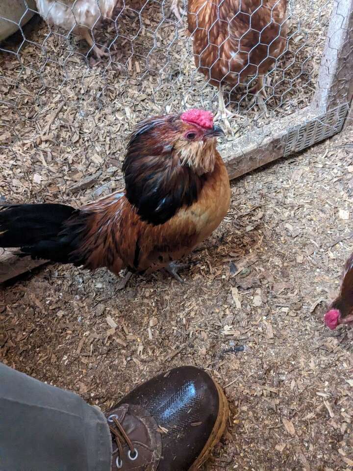 Pretty Belgian Quail bantams | Livestock | ksl.com