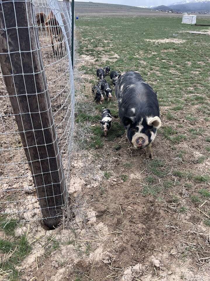 Idaho Pasture Pigs Breeders And Feeders