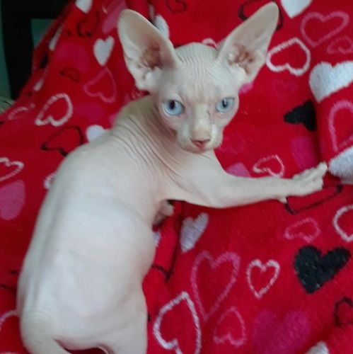 Neutered Male Sphynx Kitten Ksl Com