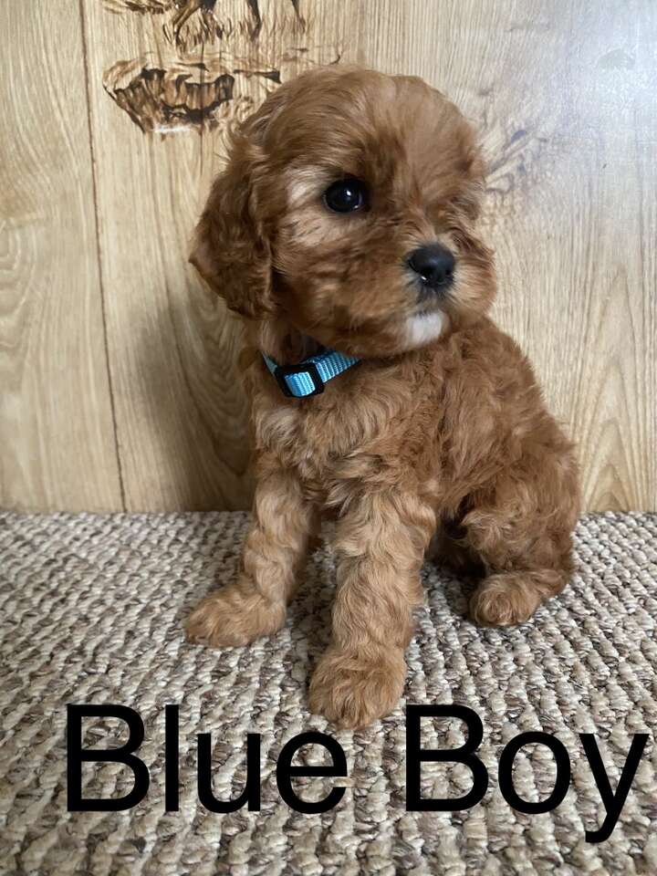 Valentines Cavapoo Puppies!! Pets