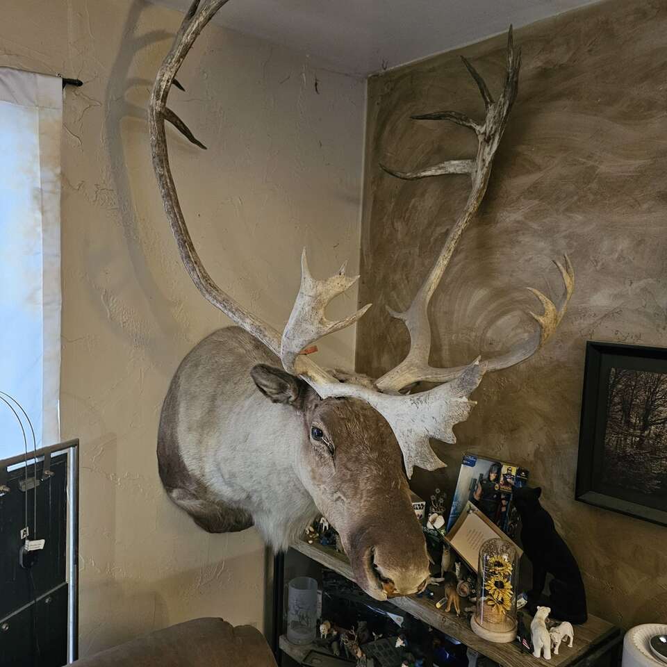 Lots of taxidermy for sale