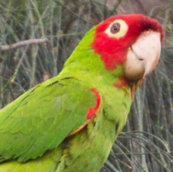 Happy Tails Bird Rescue