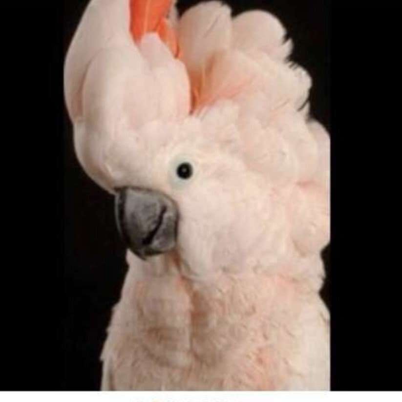 Happy Tails bird rescue