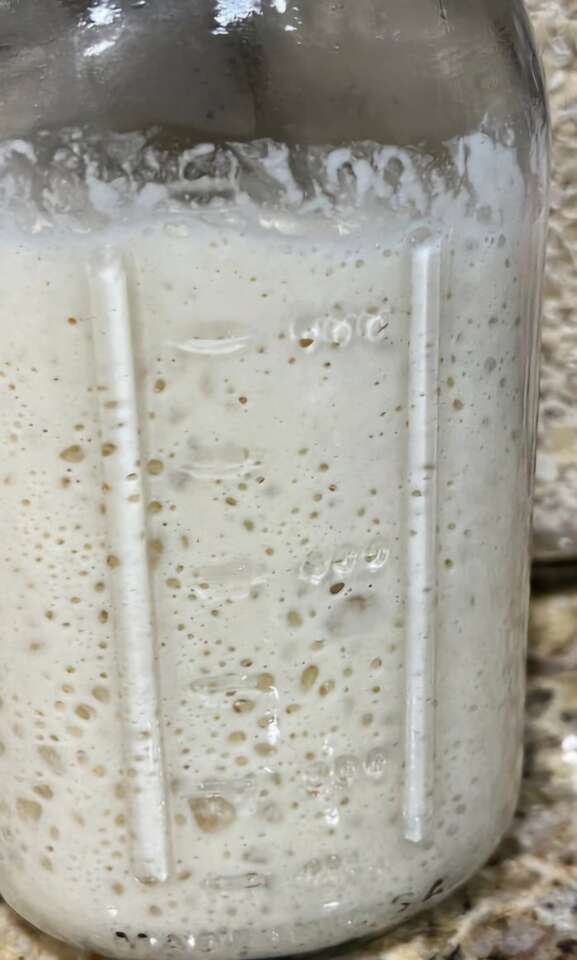 Organic RO Sourdough Starter