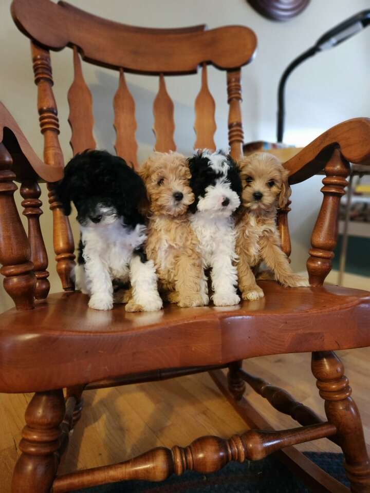 CAVAPOO Puppies Ready Now! Pets