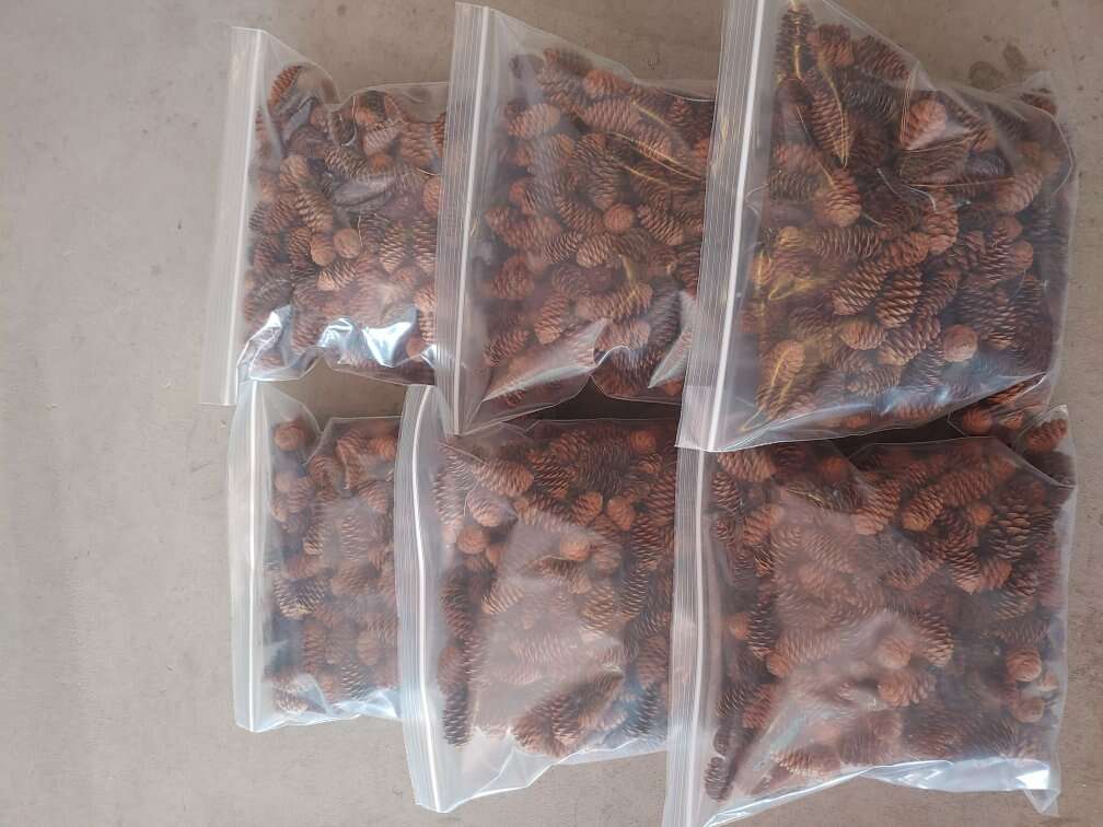 Small Pine Cones