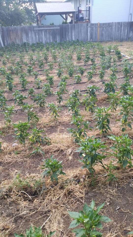 The Best Garden Irrigation System