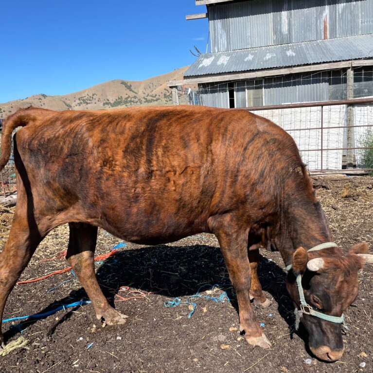 3 Yr Jersey Milk Cow Livestock