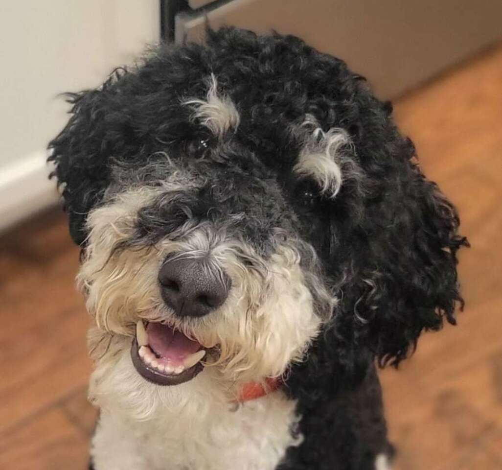 Akc Tri color mini moyen poodle stud Pets