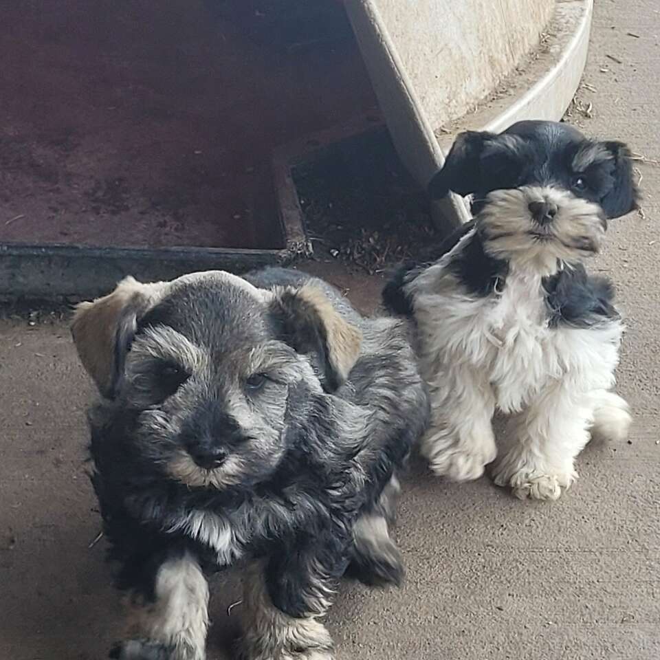 Akc male miniature Schnauzers. Pets