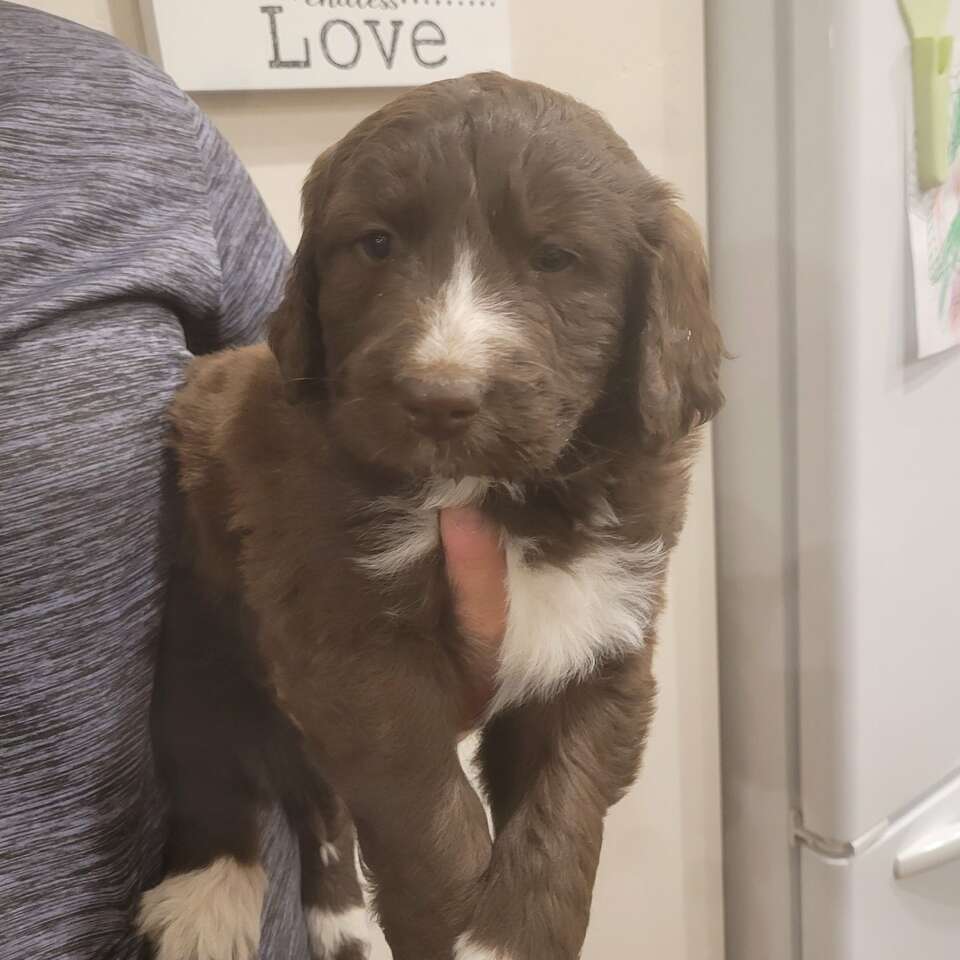 Bernedoodle/Great Pyrenees mix Pets