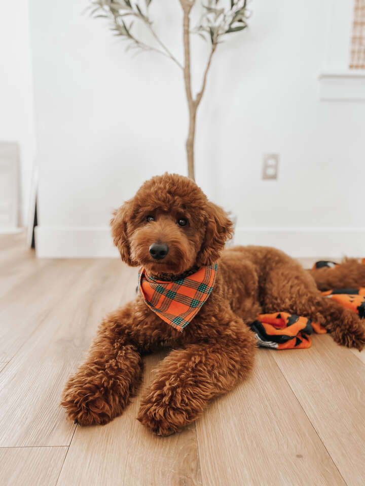 Mini Goldendoodle Pets