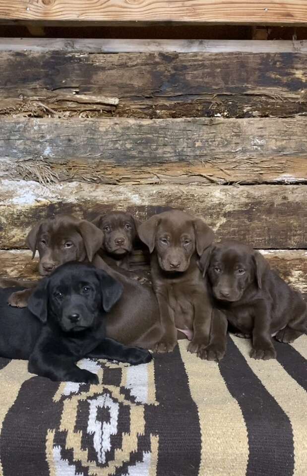 Pure Bred Lab Puppies Pets