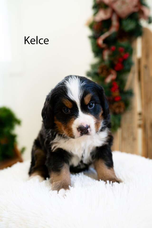 Bernese Mountain Dogs For Sale Pets