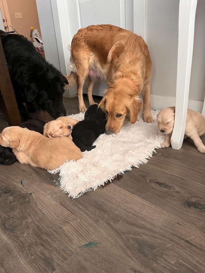 Golden Retrievers Puppies!!! Pets