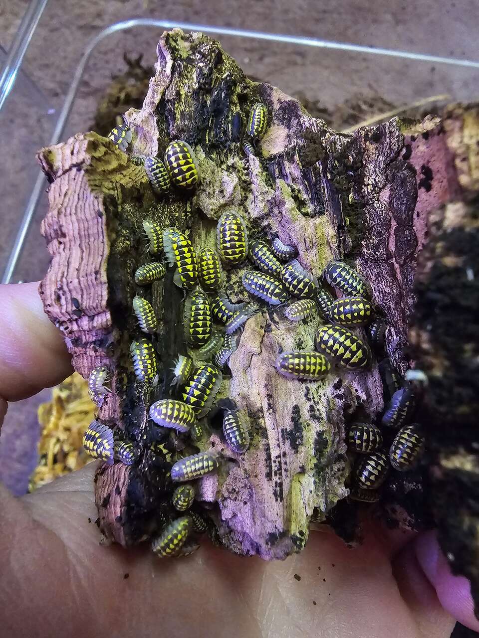Yellow Spotted Isopods