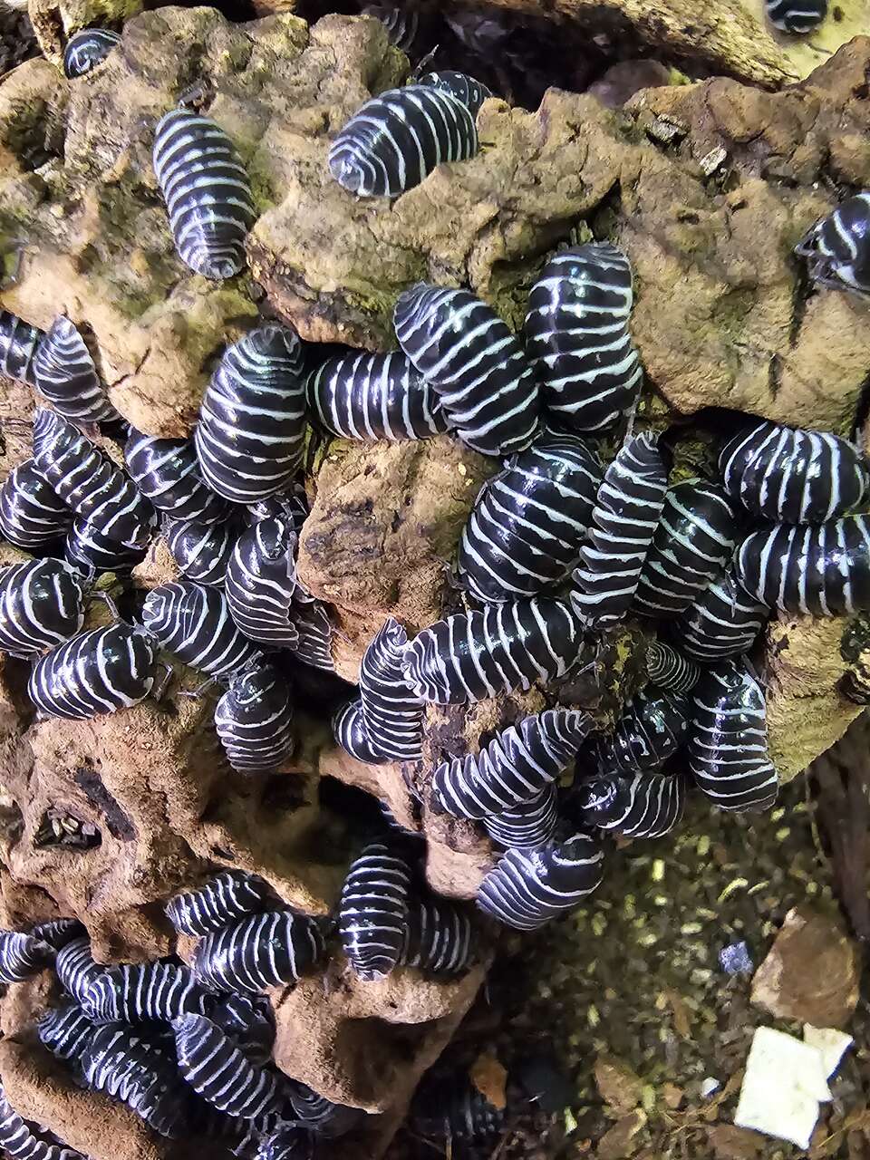 Armadillidium maculatum "Zebra" Isopods