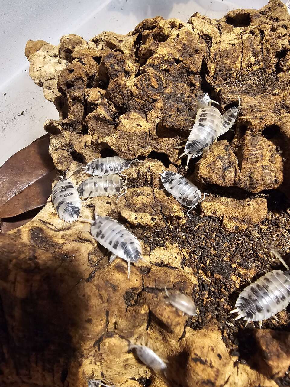 Porcellio laevis "Dairy Cow" Isopods