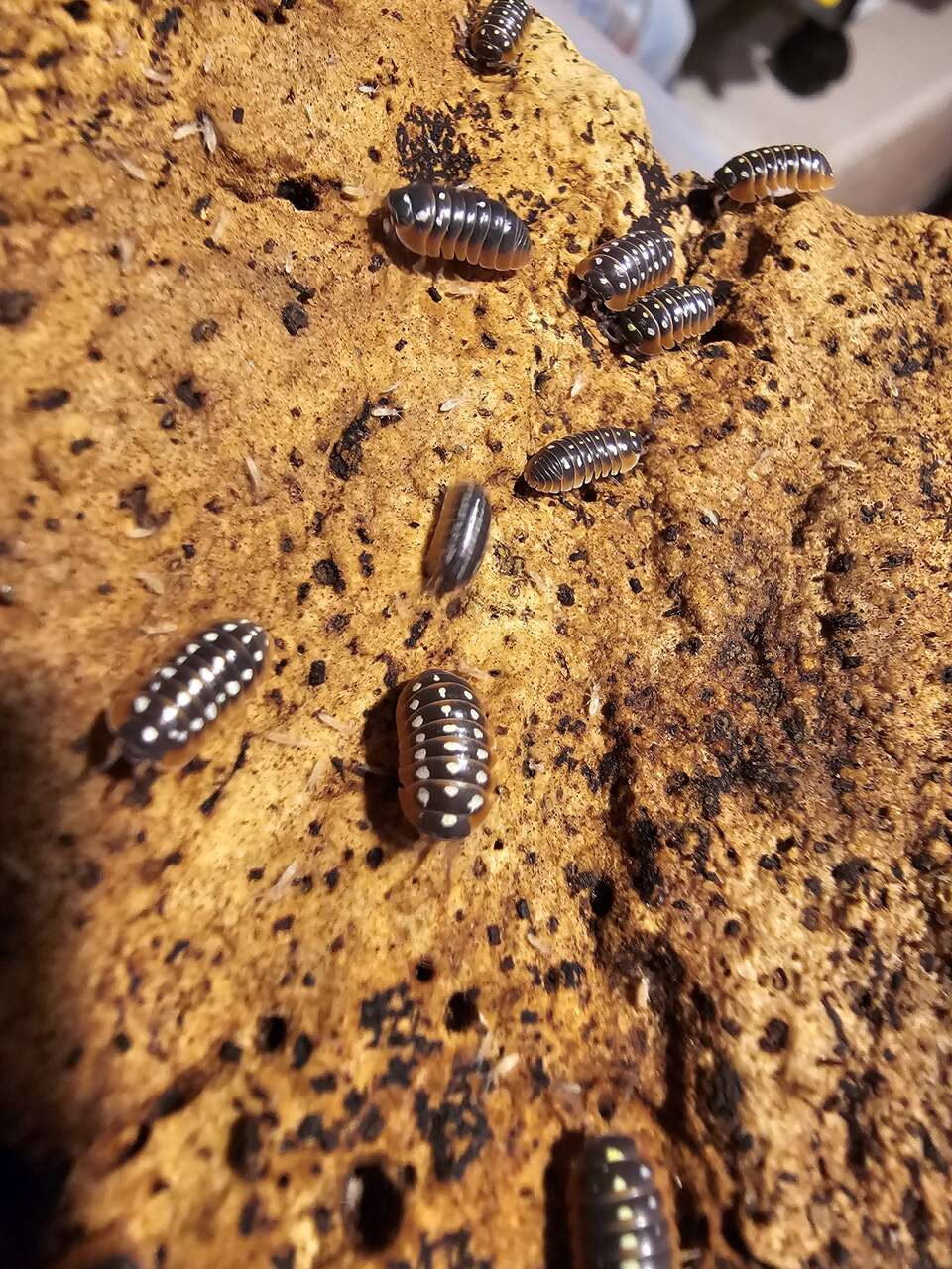 Armadillidium klugii "Clown Mix" Isopod