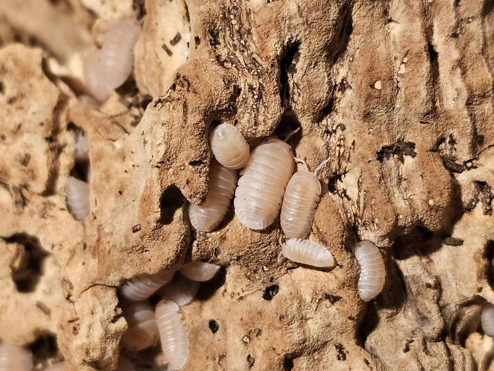 Cubaris murina "Papaya" Isopods