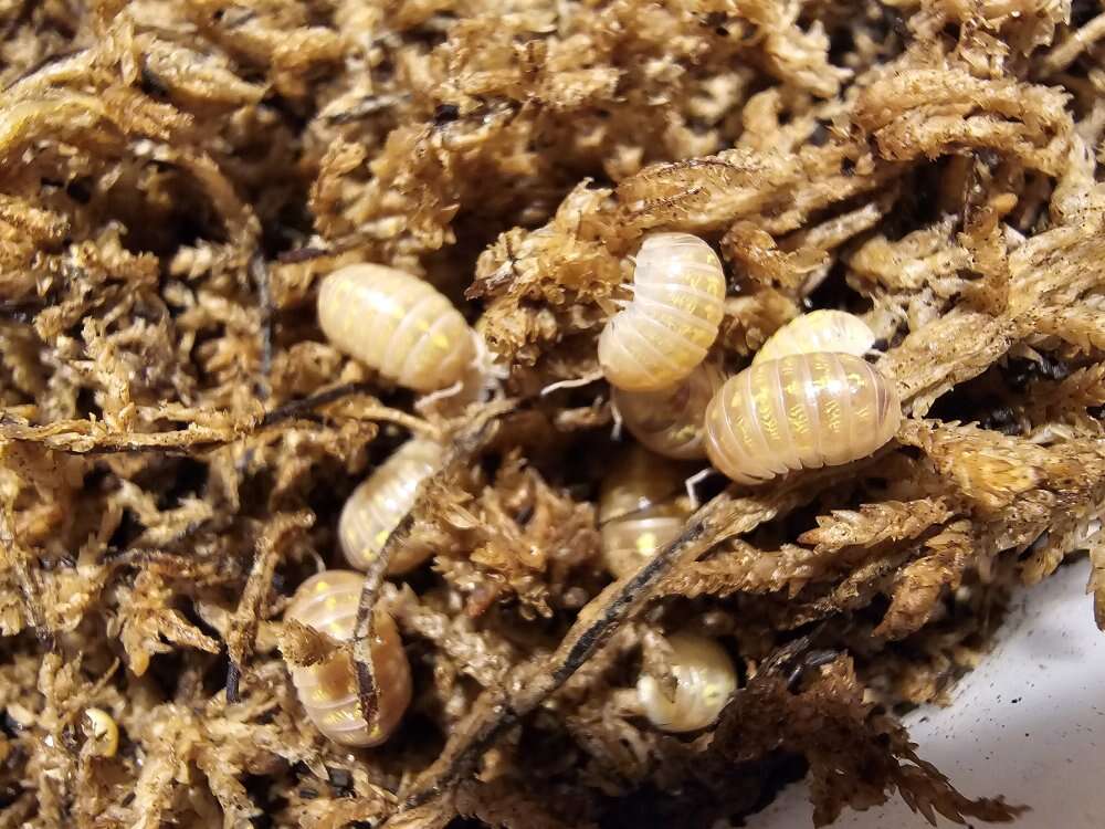 Armadillidium vulgare "Banana Creme"