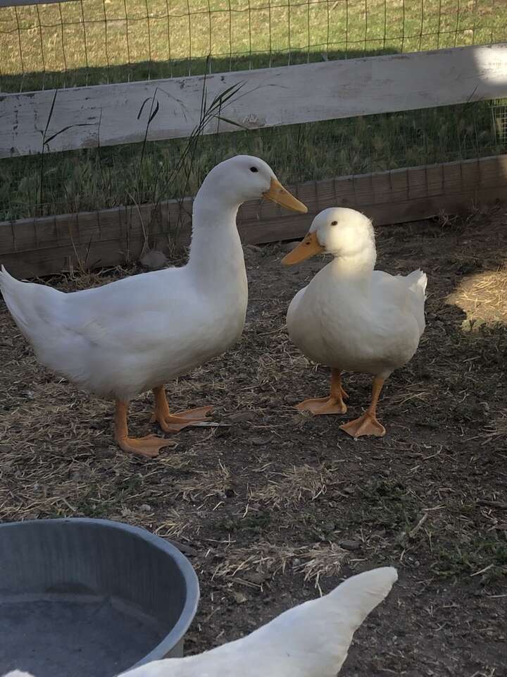 Breeding pair of PEKIN DUCKS Livestock