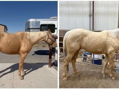 complete horse supplement