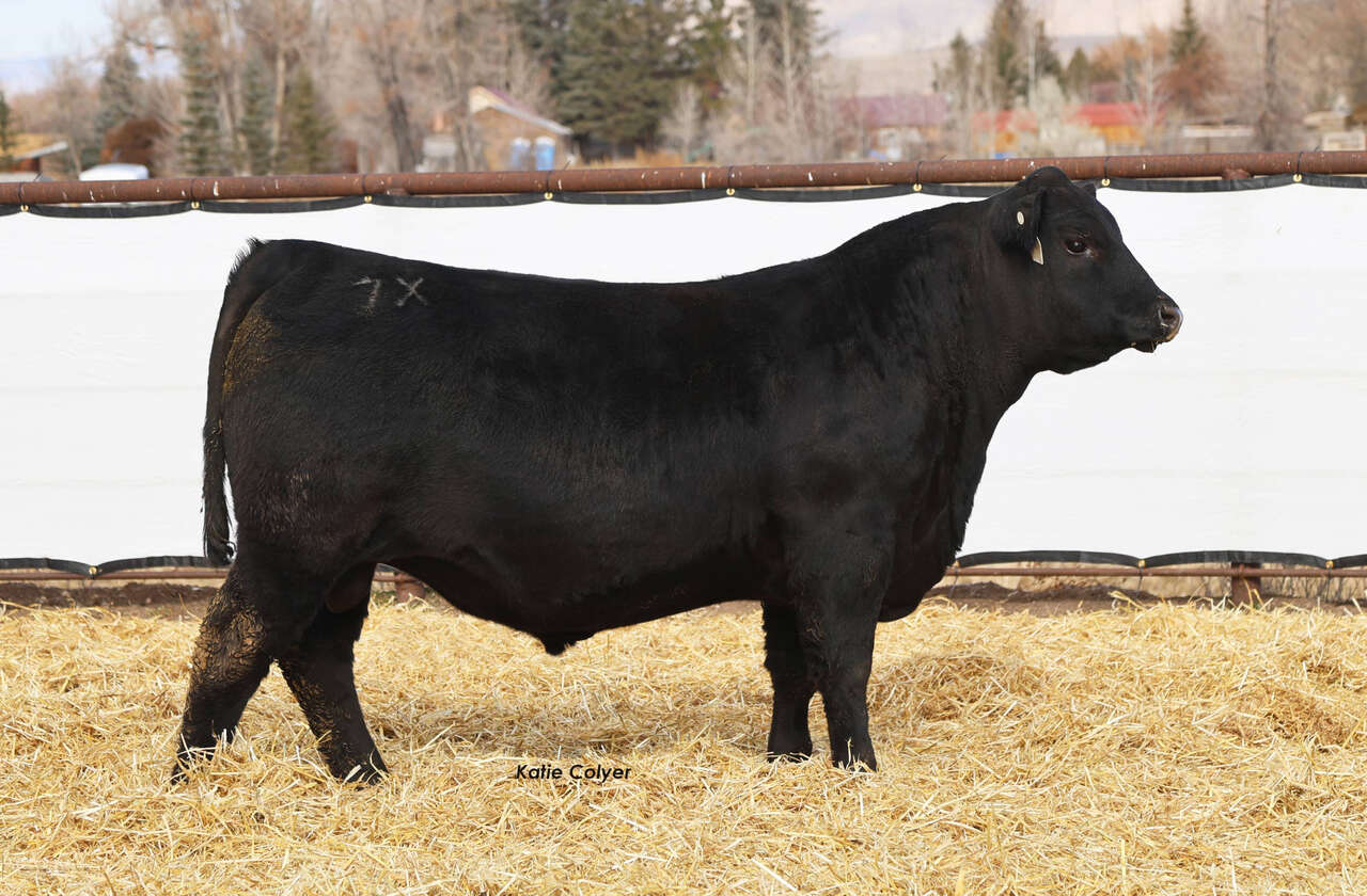 Ipsen Cattle Online Production Sale Livestock