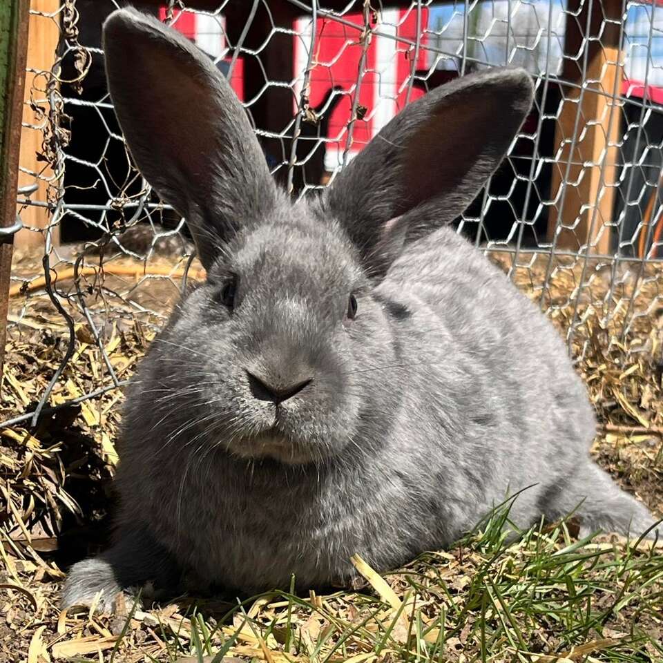 Silver Fox Rabbits