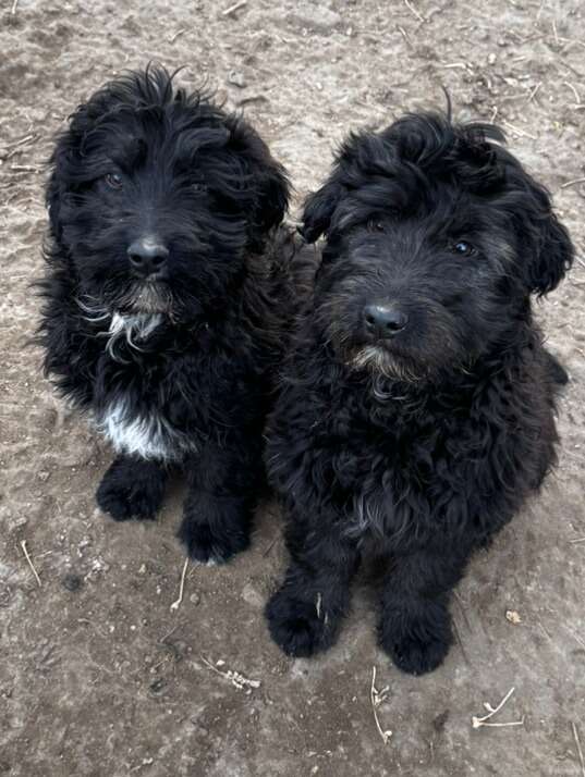 F1 Male AussieDoodle Puppy Pets