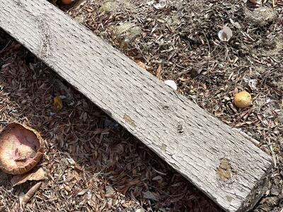 Treated Fence Posts and Gate