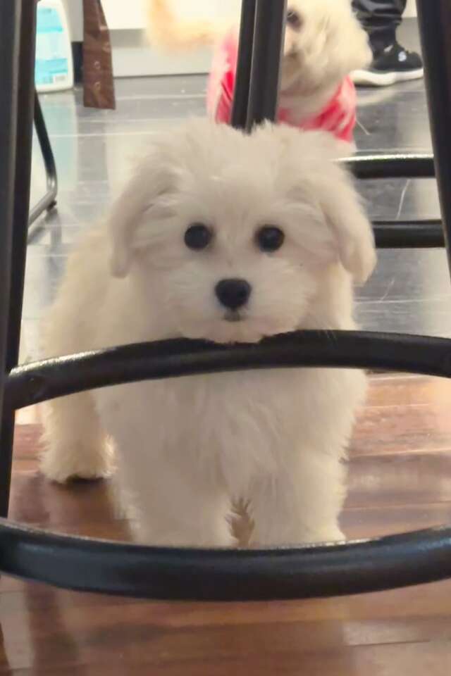 Pure Mini Coton de Tulear Boy Ready For Ho… Pets