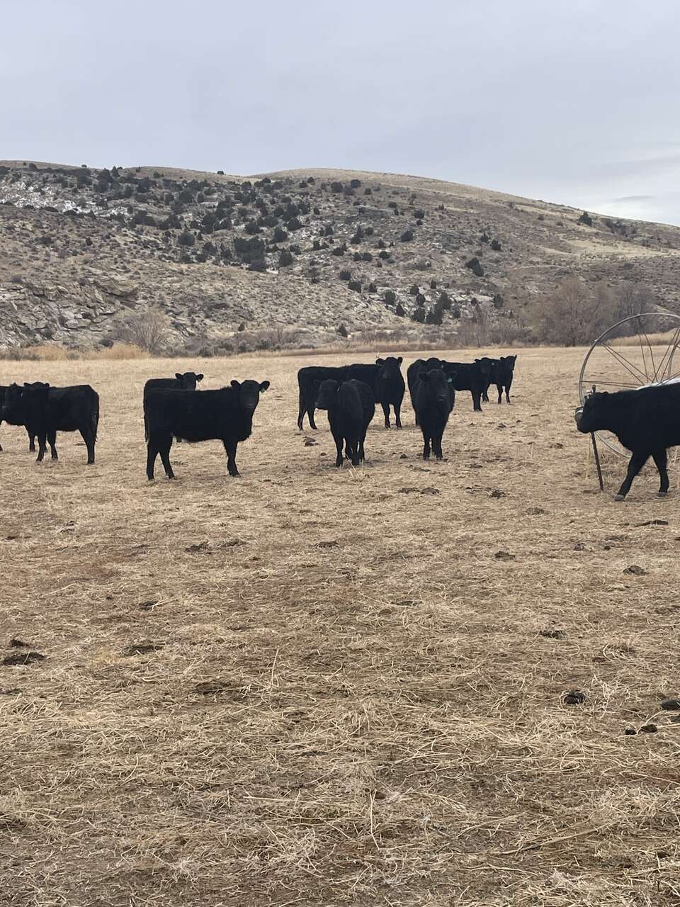 Black Angus Heifer Calves Livestock