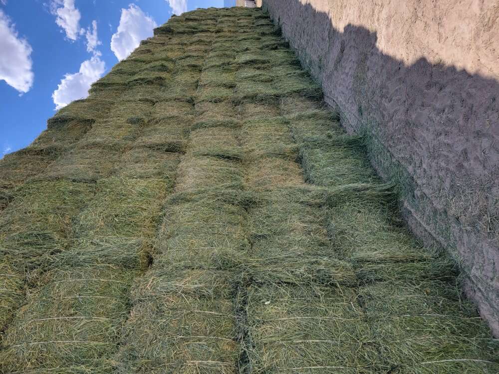 Grass alfalfa/ Grain hay Livestock
