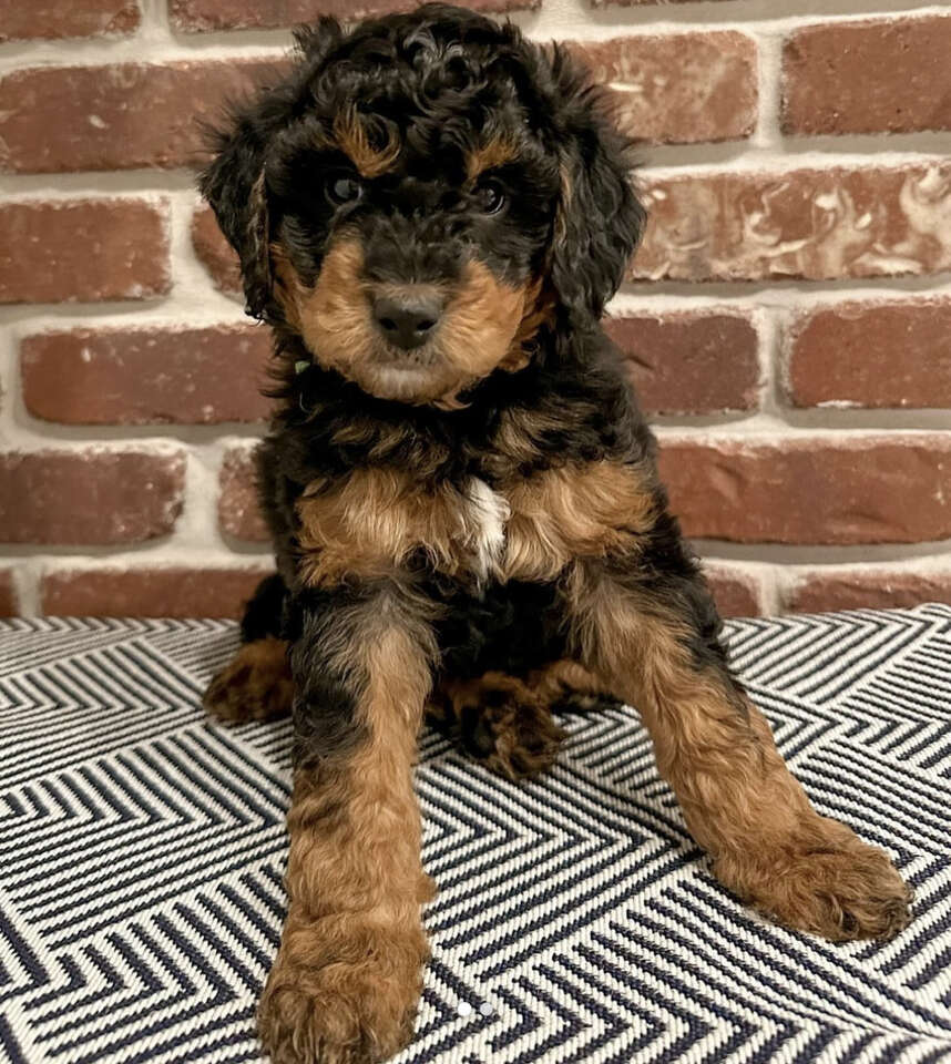 Male Micro Mini Bernedoodle Bernese/Poodle Pets