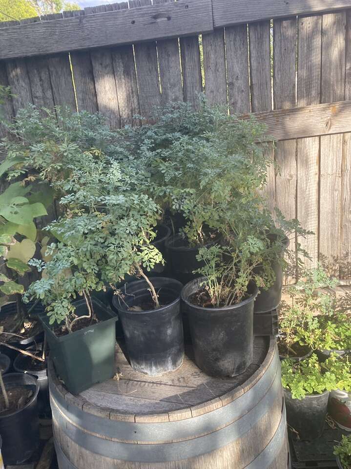 Planta De Ruda (10.00obo)