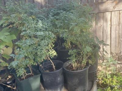 Planta De Ruda (10.00obo)