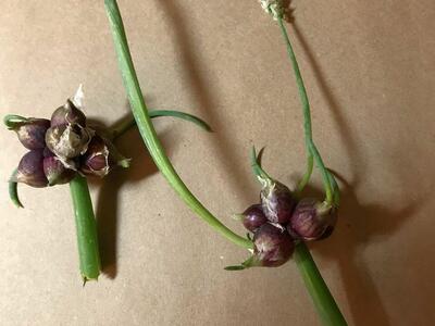 Egyptian Walking Onions 2 Bulbils for $5.00