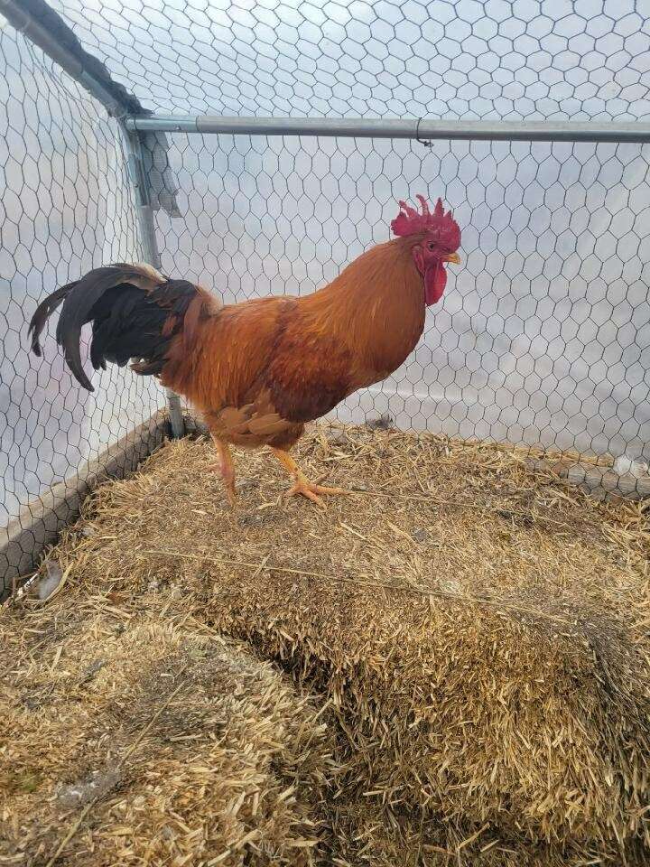 1 yo rooster for sale Livestock