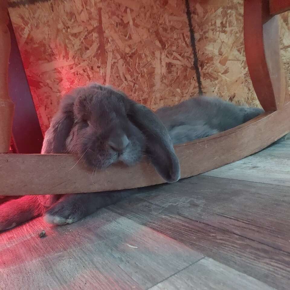 French lop