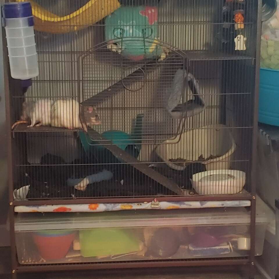 Boy rats
