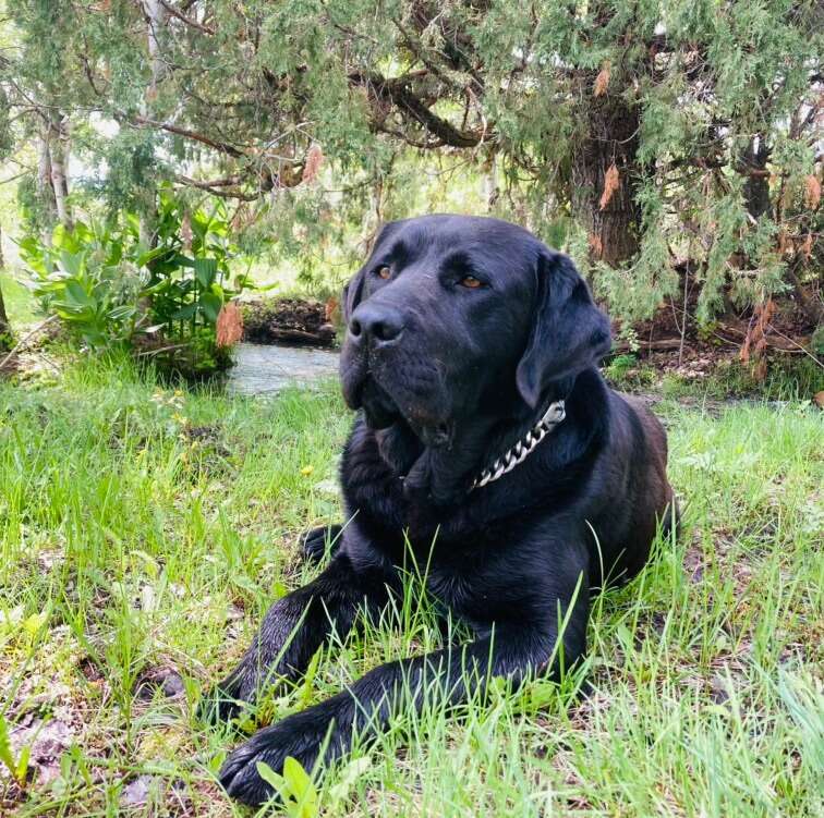 Akc English Lab Pets