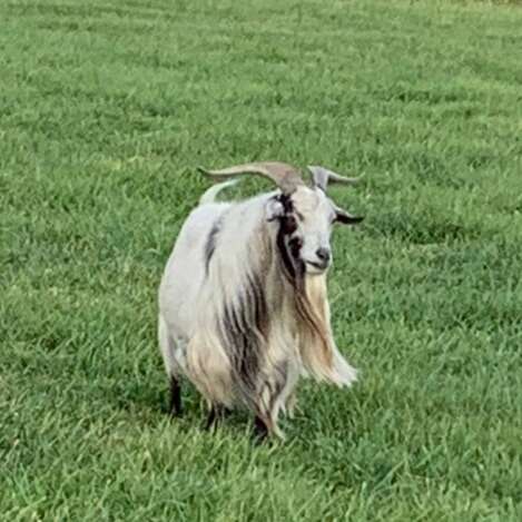 Fainting Goat Stud Service