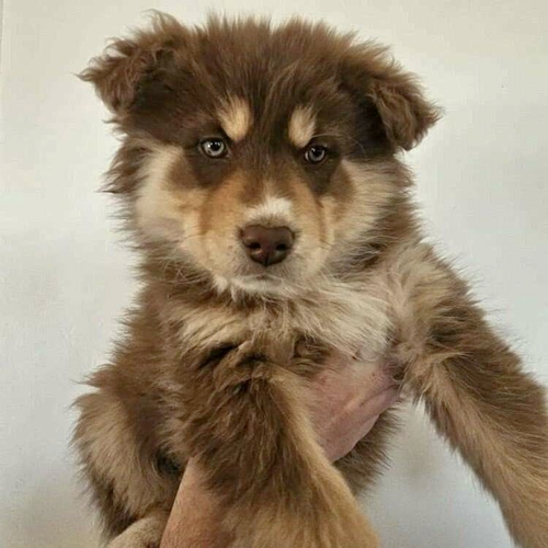 Puppies for sale Pets